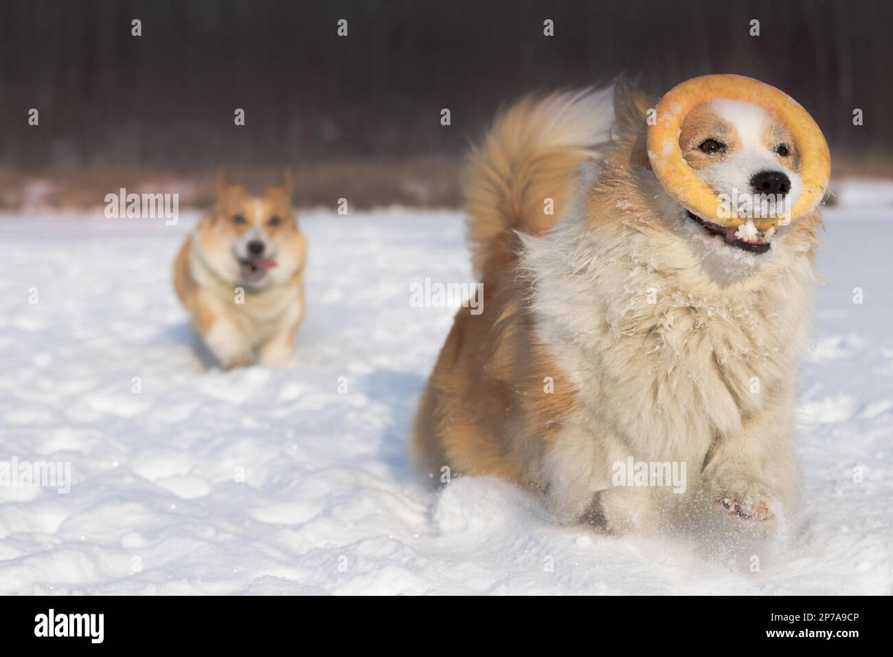 Cani gallese Corgi Pembroke correre e giocare nella neve felice cane nella neve Foto Stock