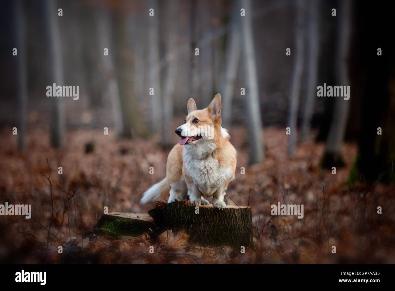 Un cane gallese Corgi Pembroke si erge su un perno nel mezzo della foresta. Nella foresta Foto Stock