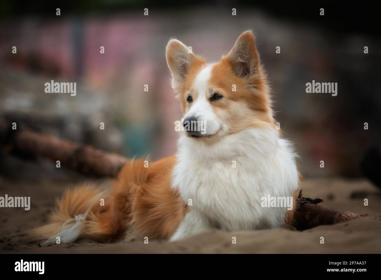 Cane gallese Corgi Pembroke seduto nella sabbia Estate Foto Stock