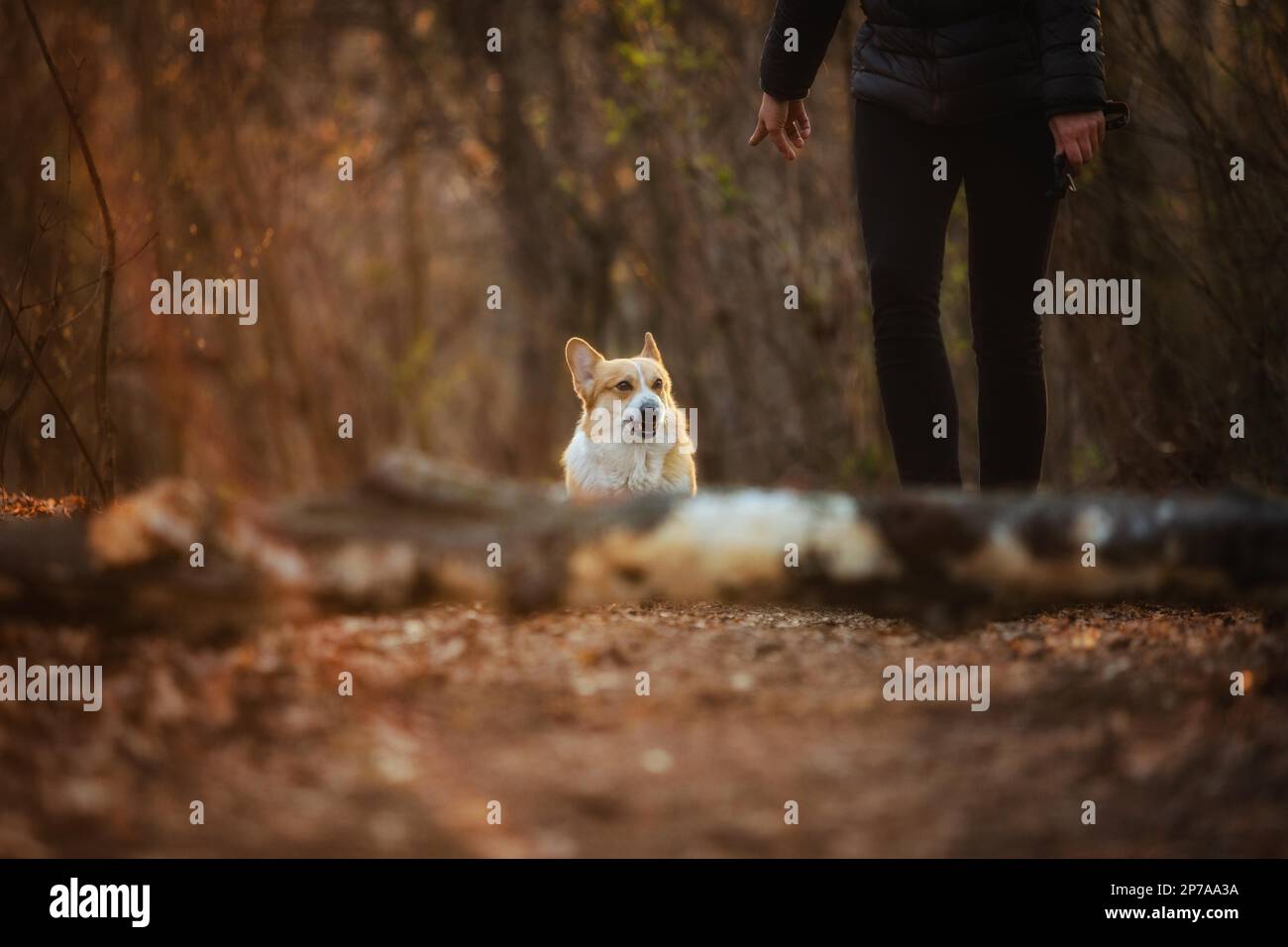 Il proprietario dice al cane di rimanere messo. Nella foresta Foto Stock