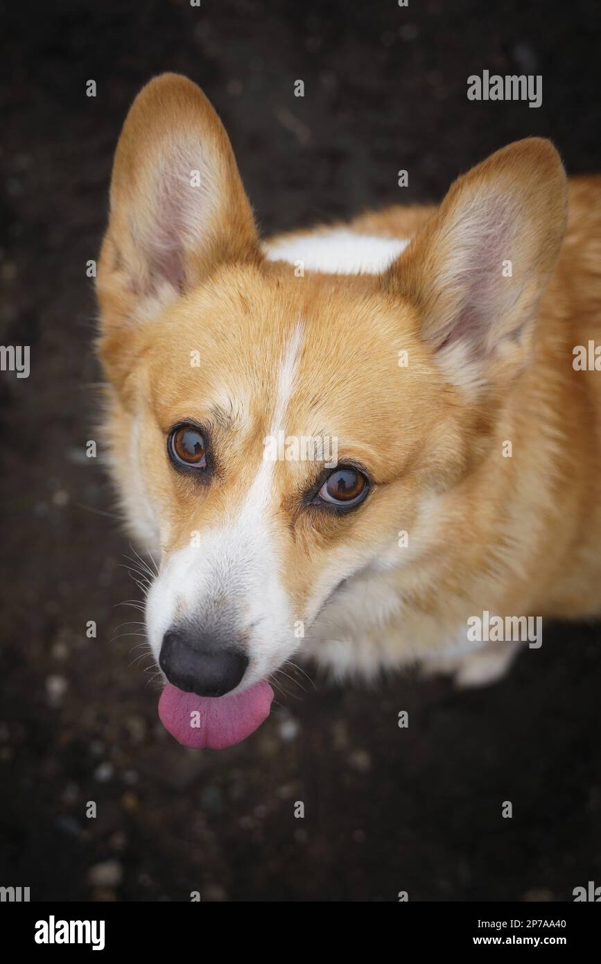 Il cane gallese Corgi Pembroke mostra la lingua. Verticale Foto Stock