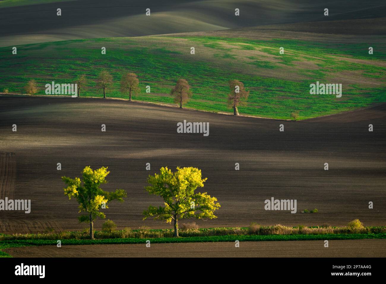 Il famoso vicolo di quercia dei campi Moravi nell'ora d'oro. Repubblica Ceca, Moravia, Repubblica Ceca, Europa Foto Stock