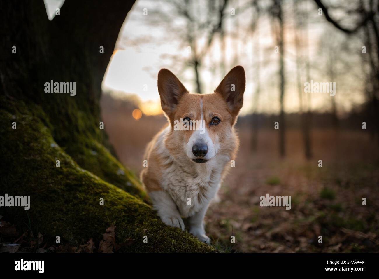 Un cane gallese Corgi Pembroke si trova accanto a un albero durante il tramonto. Nella foresta Foto Stock