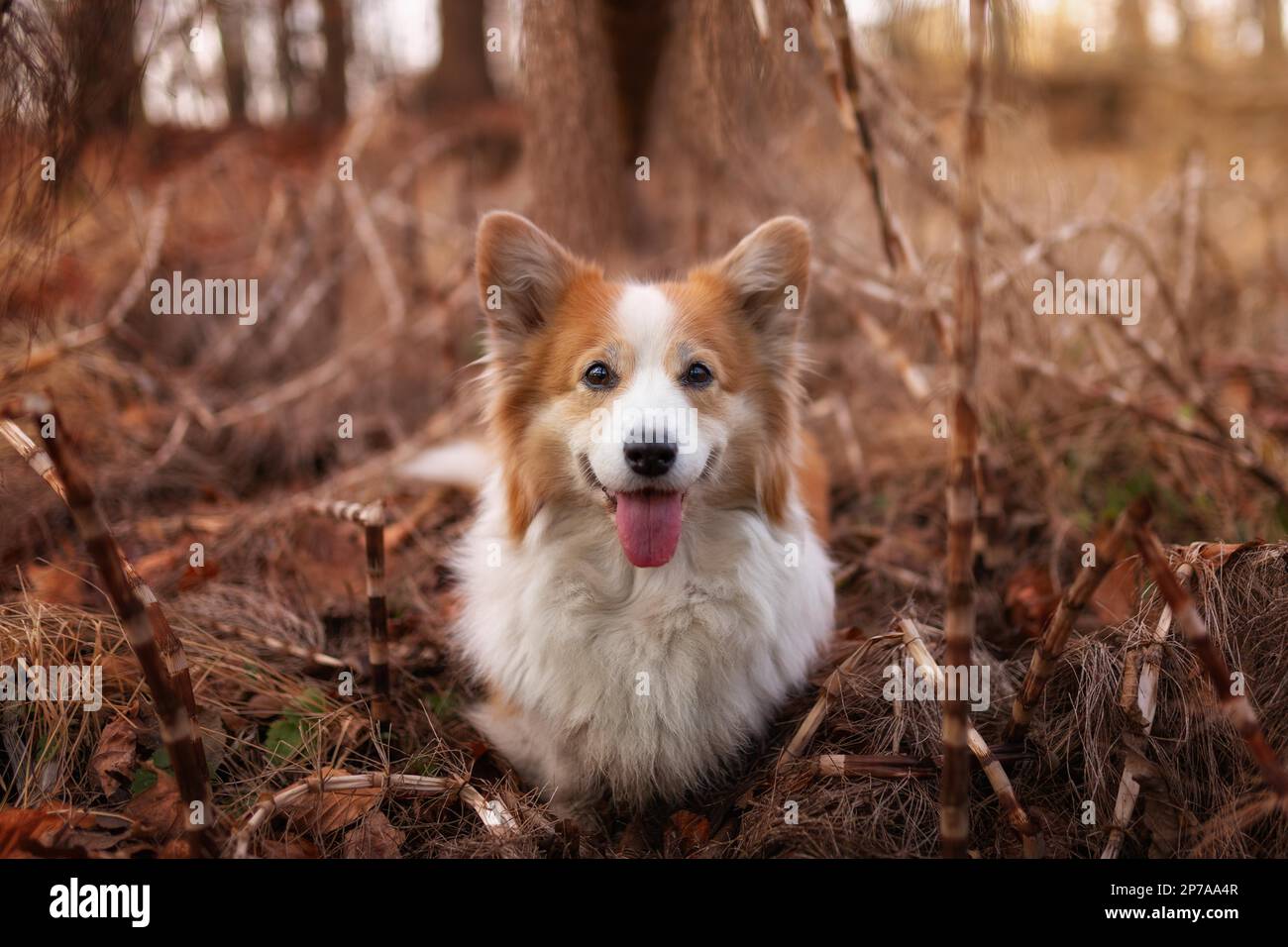 Corgi Pembroke cane in posa per una foto nella foresta autunnale. Nella foresta Foto Stock