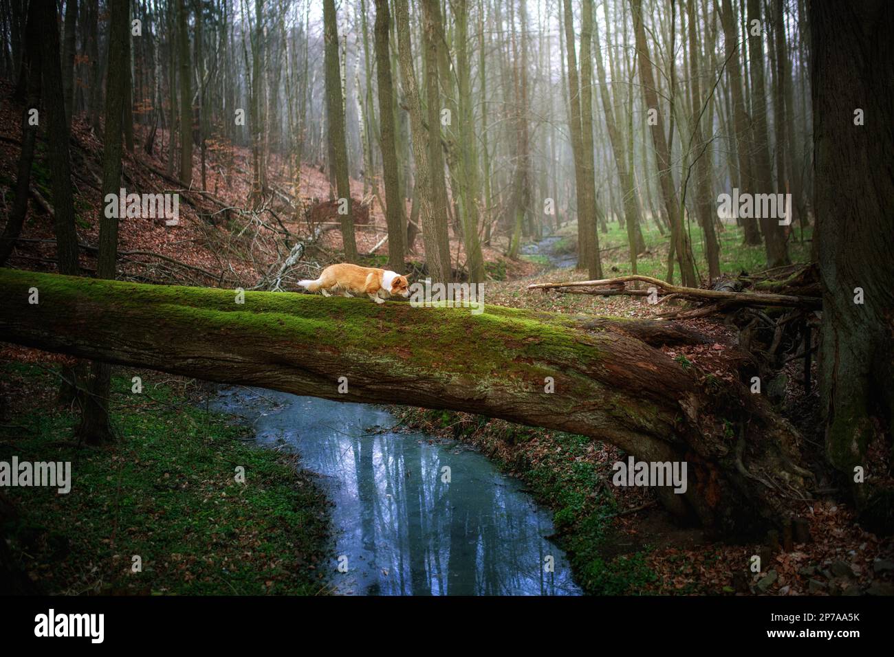 Un cane gallese Corgi Pembroke cammina su un albero caduto sopra un fiume. Nella foresta Foto Stock