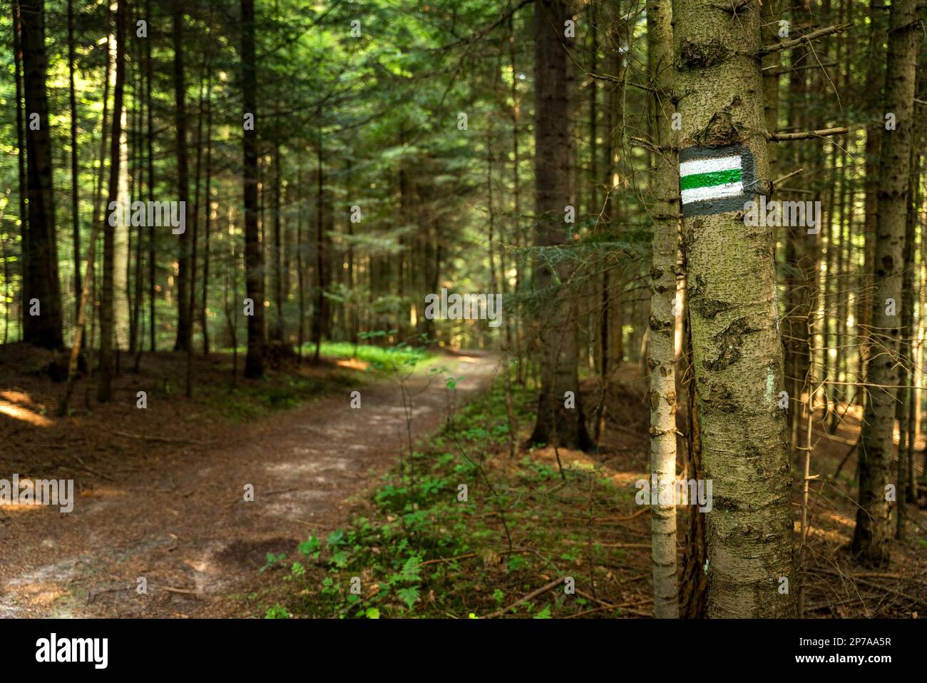 Segnando il sentiero escursionistico in verde, Polonia, Europa Foto Stock