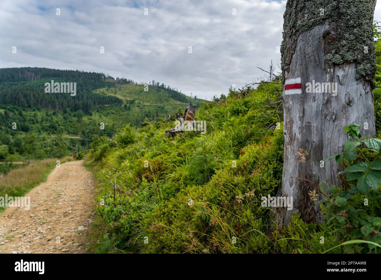 Segnando il sentiero escursionistico in rosso, montagne polacche, Polonia, Europa Foto Stock