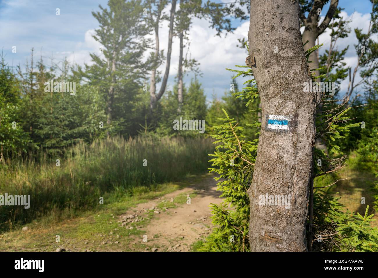 Segnando il sentiero in blu, dipinto con vernice su un albero montagne polacche, Polonia, Europa Foto Stock