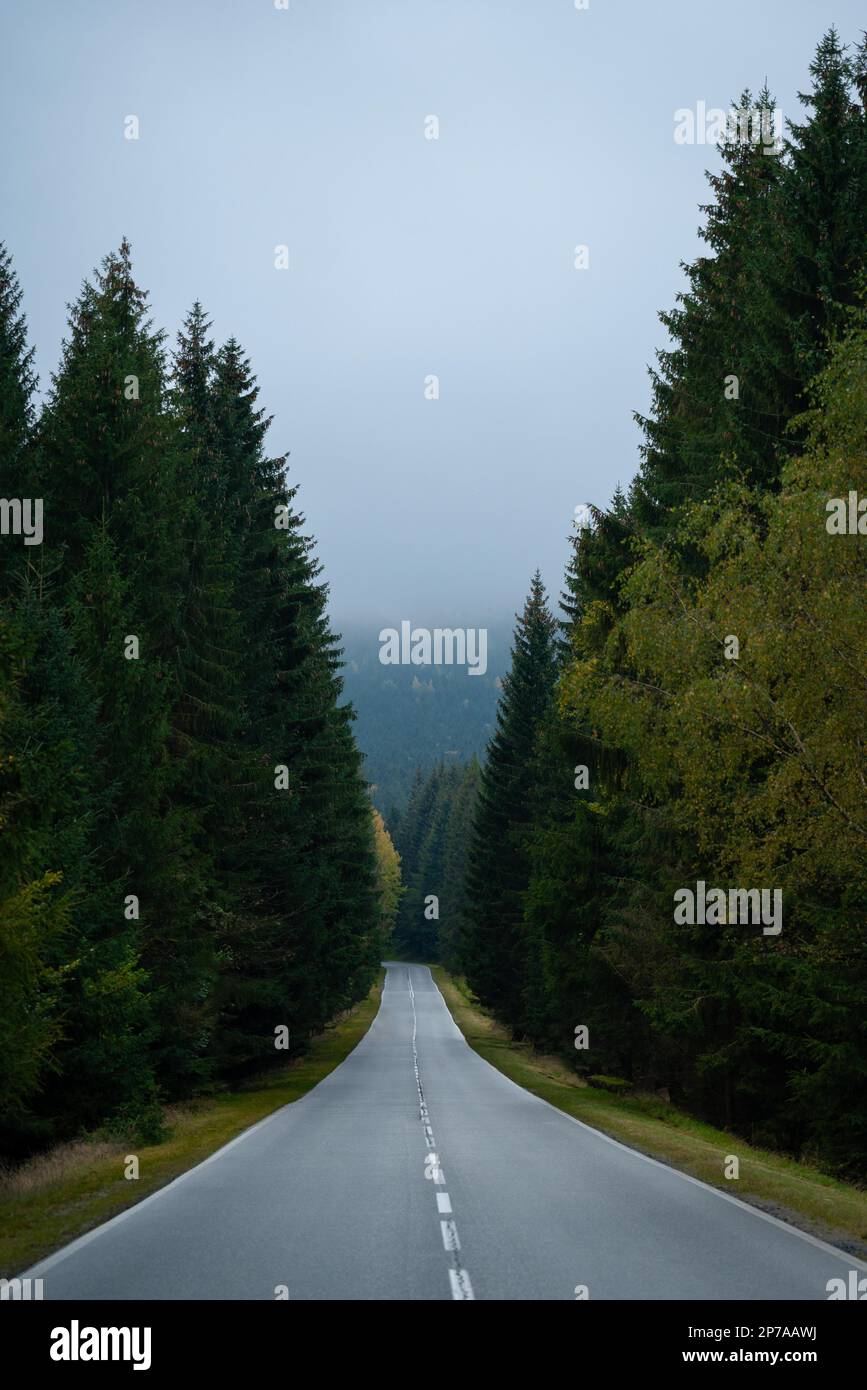 Un tratto rettilineo di una strada asfaltata in montagna attraverso la foresta. Montagne polacche, Polonia, Europa Foto Stock