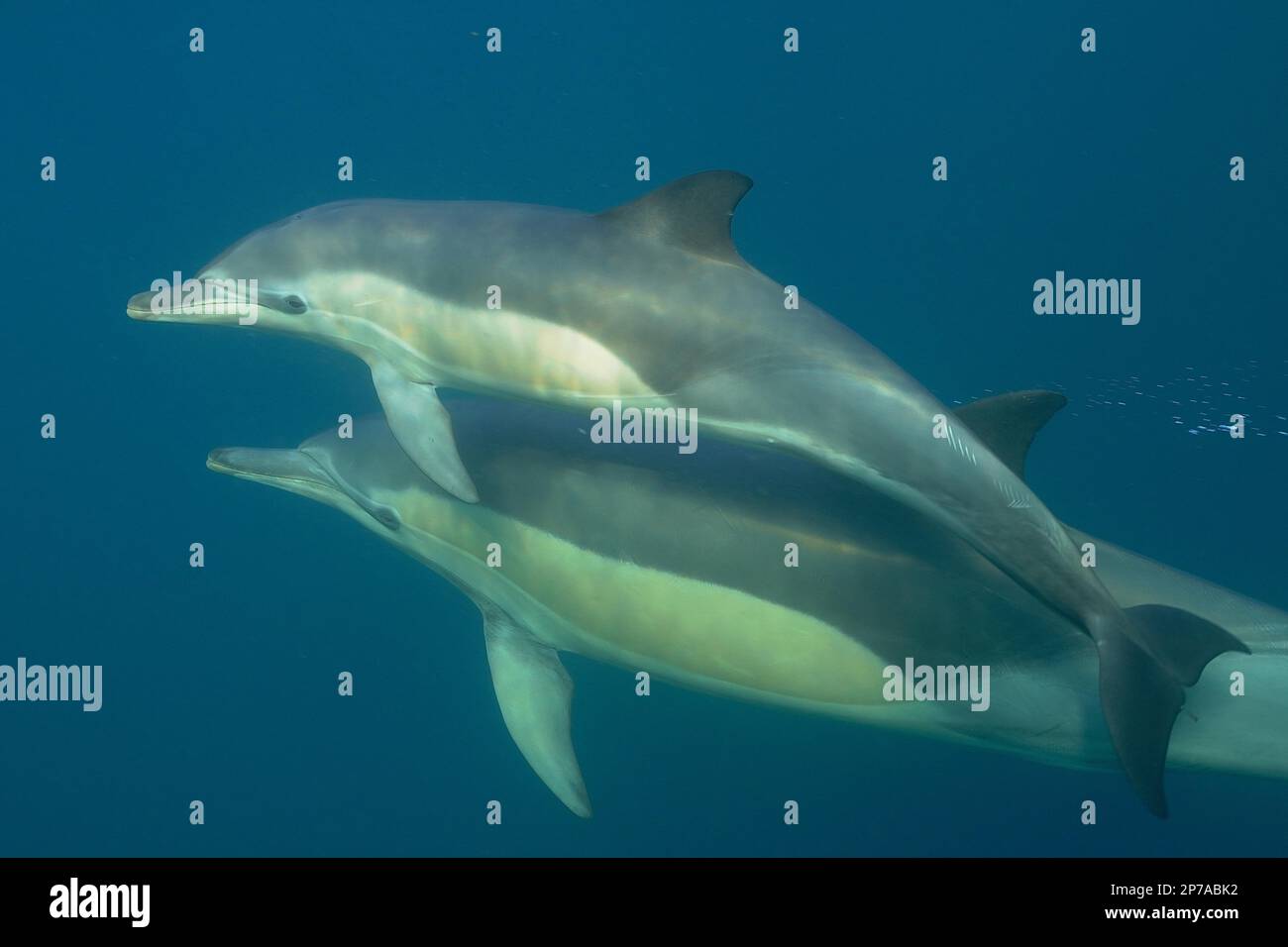 Delfino comune a becco corto (Delphinus delphis) con i giovani. Sito di immersione Coffee Bay, Capo Orientale, Sud Africa Foto Stock
