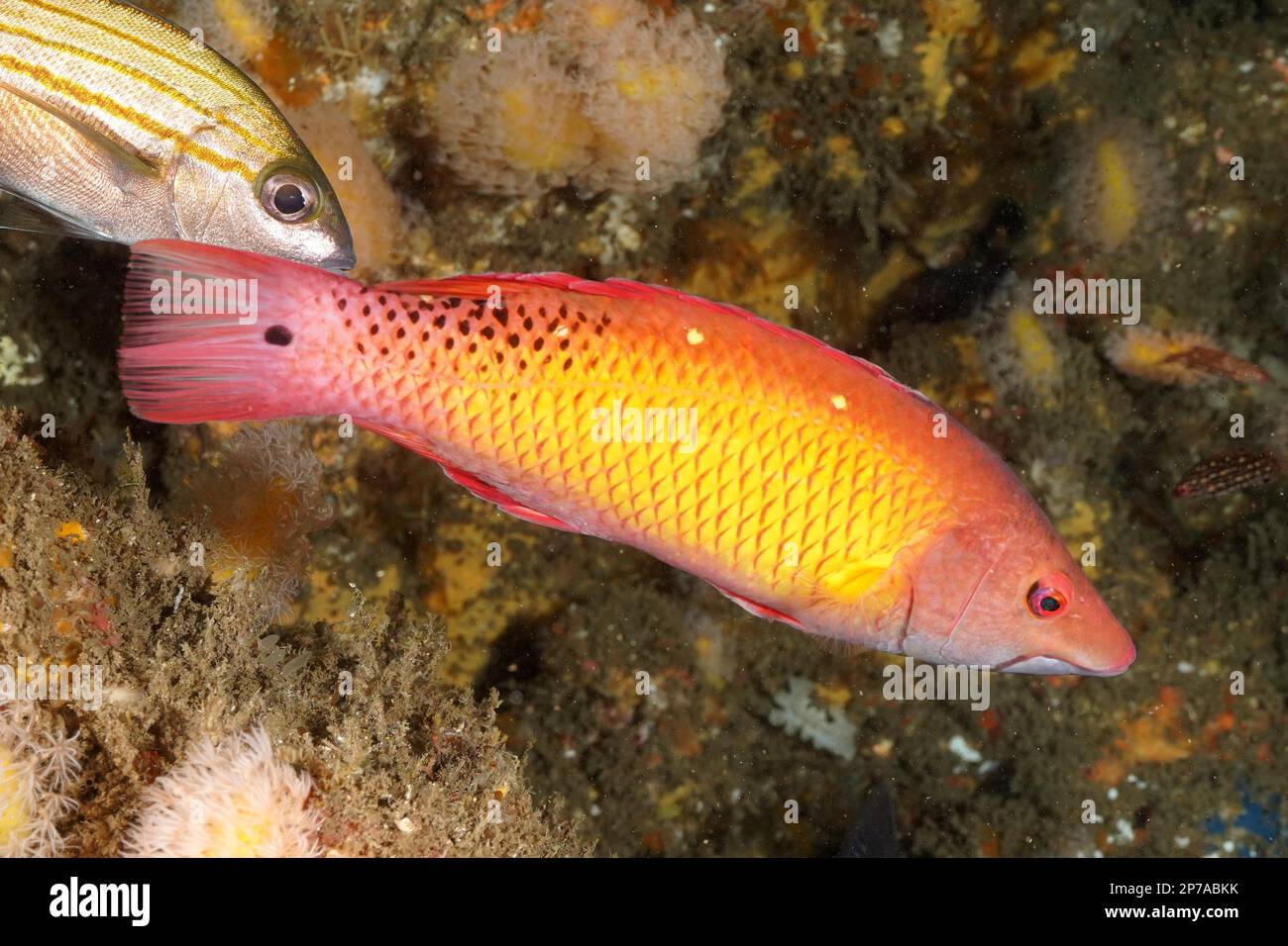 Wrasse di maiale di Diana (Bodianus diana), wrasse di maiale, luogo di immersione di Aliwal Shoal, Umkomaas, KwaZulu Natal, Sudafrica Foto Stock