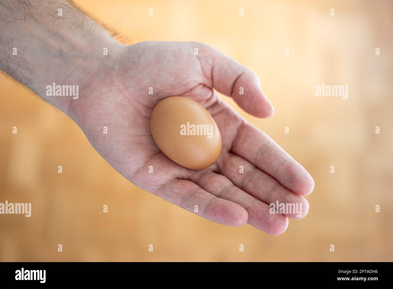 Uovo di pollo fresco marrone tenuto nella palma aperta dell'uomo. Primo piano, vista dall'alto, sfondo marrone sfocato. Foto Stock