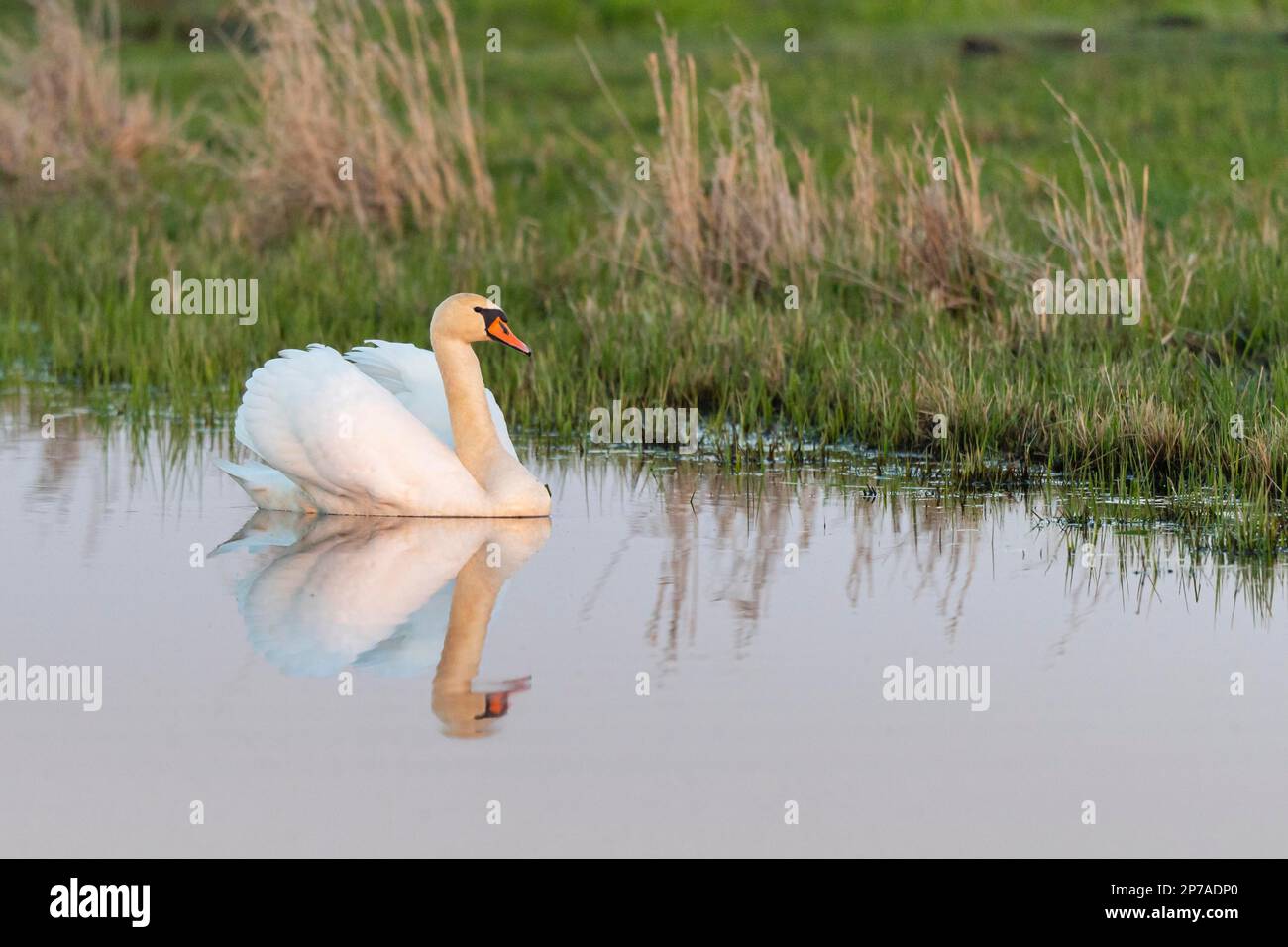 Nuoto Mute Swan (Cygnus olor), Lago Duemmer, Lembruch, bassa Sassonia, Germania Foto Stock