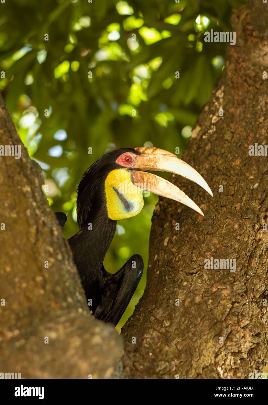 Un grande Hornbill si trova in un albero nel composto di Saravoan Techo Pagoda a Phnom Penh, Cambogia. Foto Stock