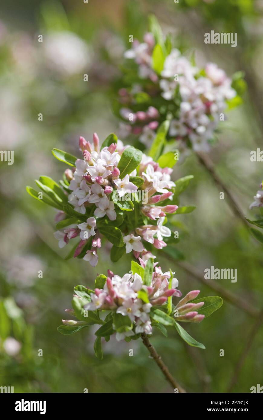 Daphne x burkwoodii rosa arbusto fiorito burkwood Foto Stock