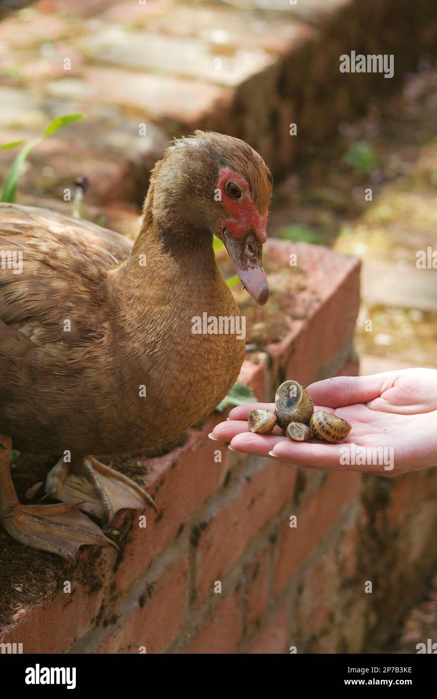 Anatra da giardino marrone che è mano-alimentato lumache Foto Stock