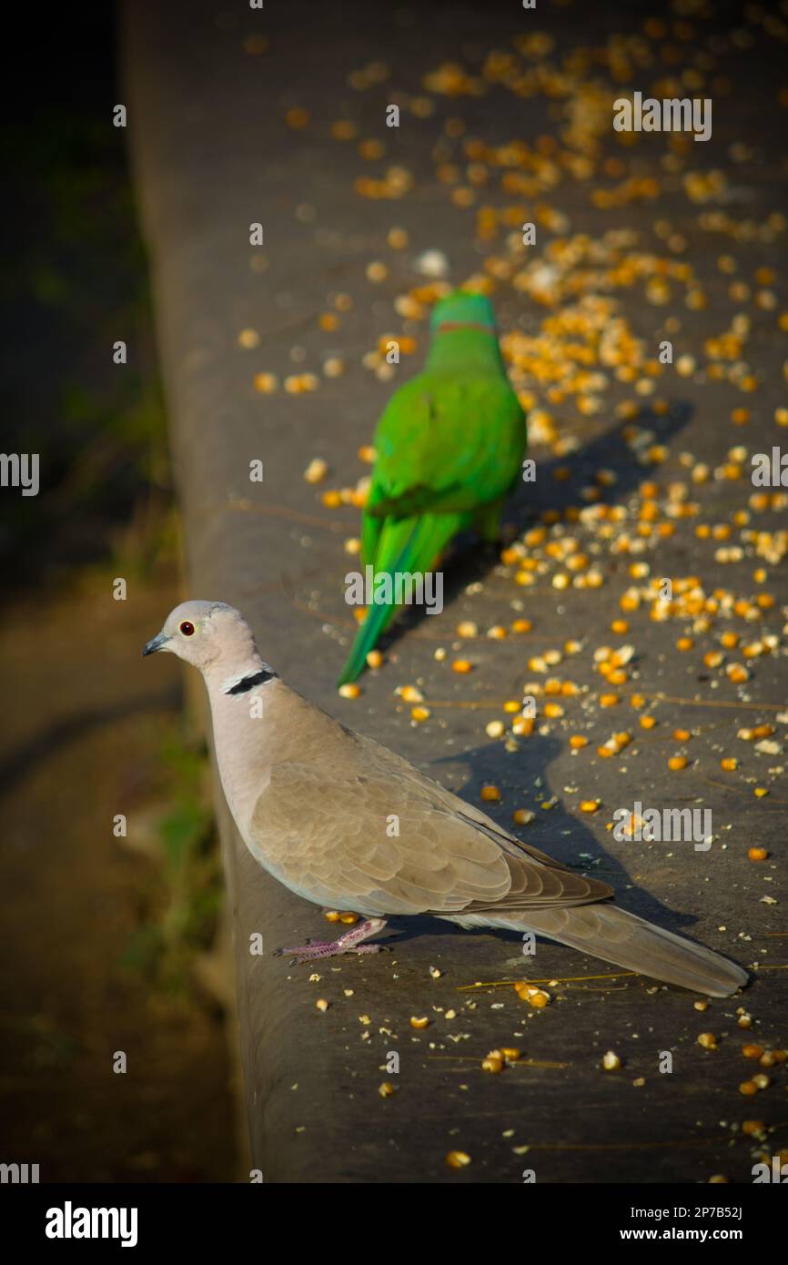 Uccelli arroccati su una sporgenza di mattoni che mangia semi di mais Foto Stock