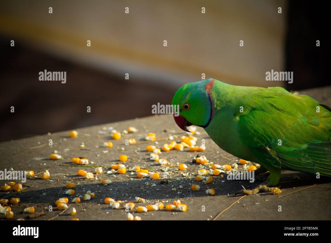 Un pappagallo verde dall'aspetto allegro che si appollaiava a terra, che si mungava su un pezzo di mais Foto Stock
