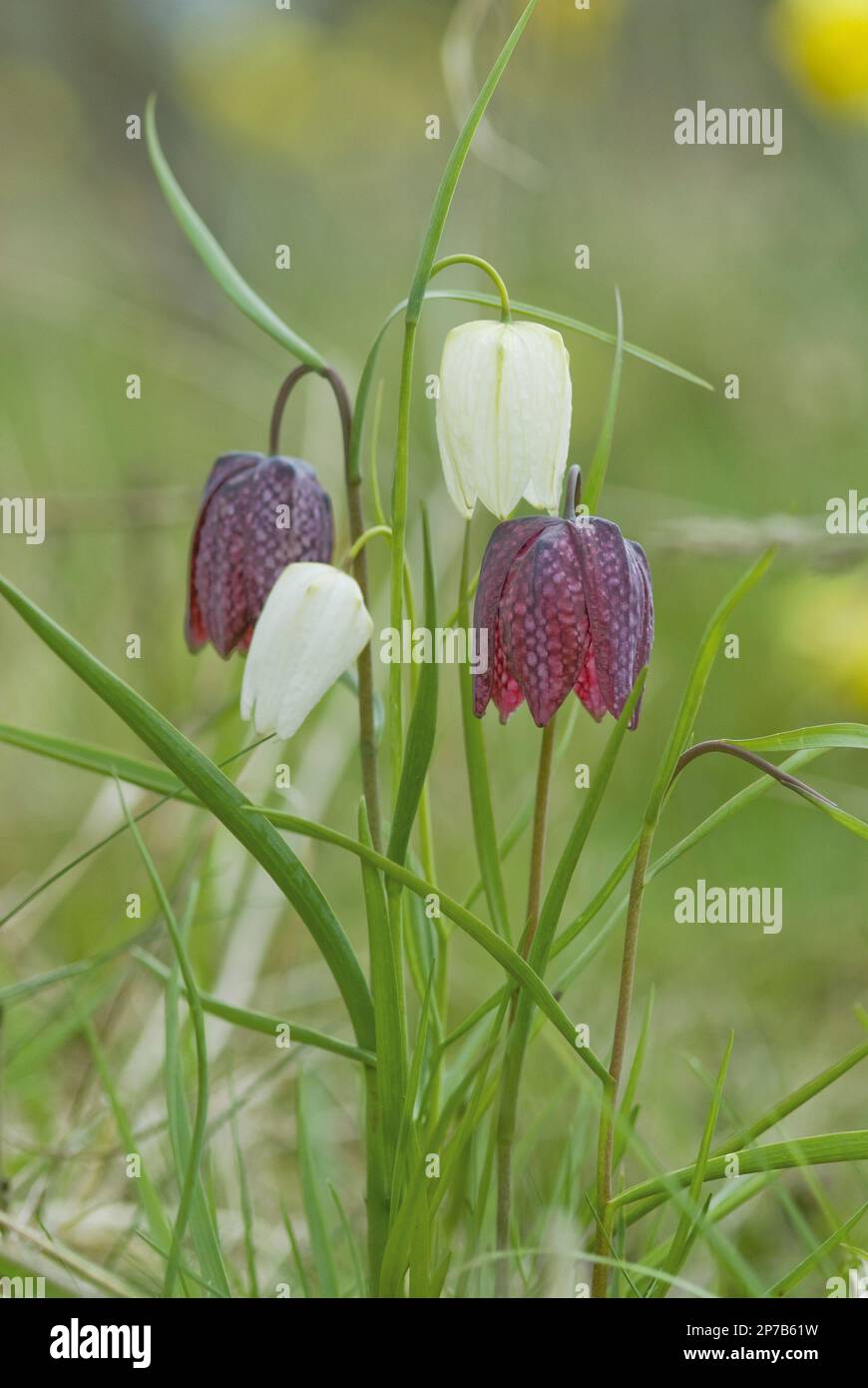 Fritillaria meleagris testa di serpente viola e fiori bianchi tesselated annoding bulbi primavera campana Foto Stock