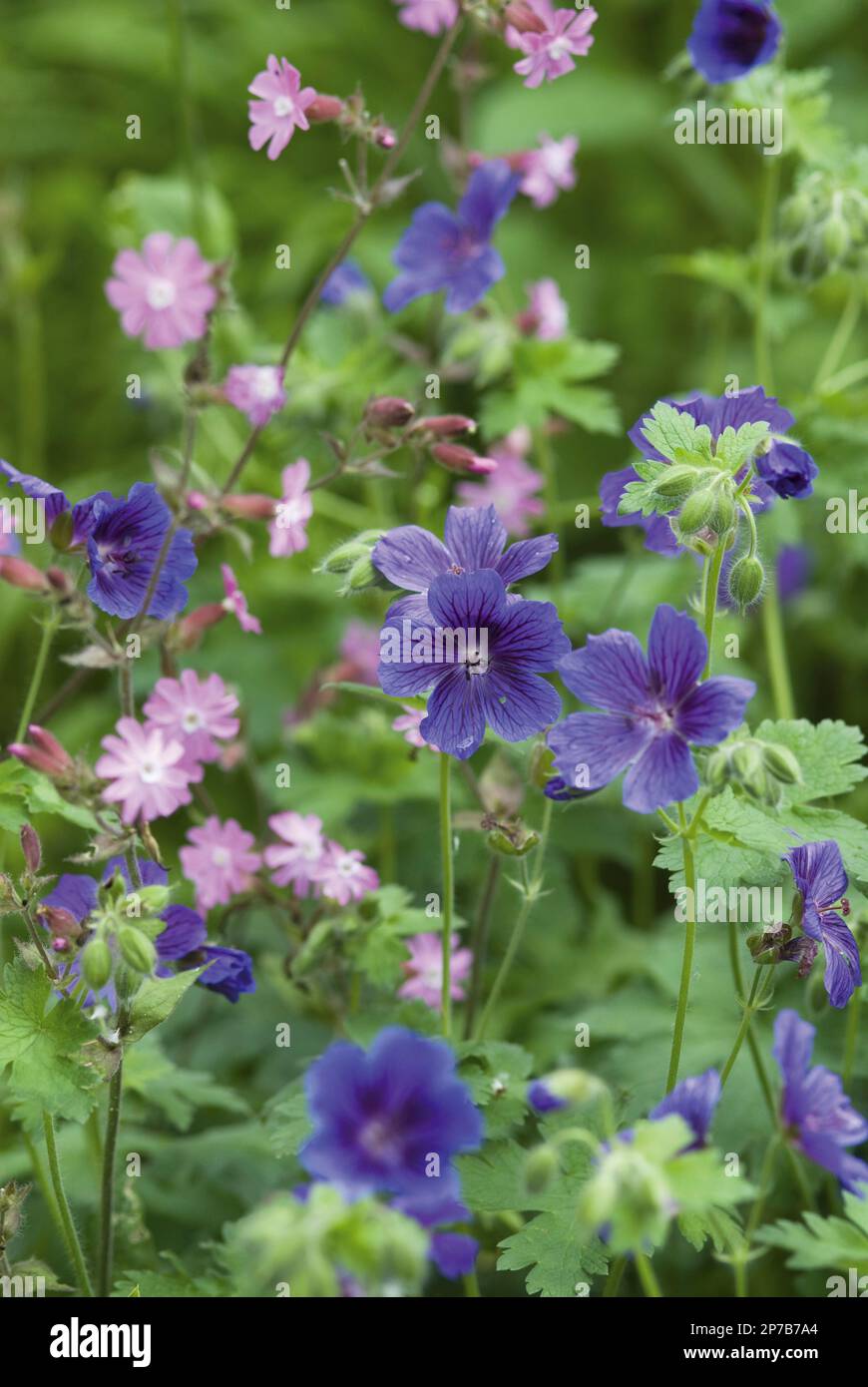 Geranio x magnificum piccoli fiori viola e rosa in giardino di campagna confine Foto Stock
