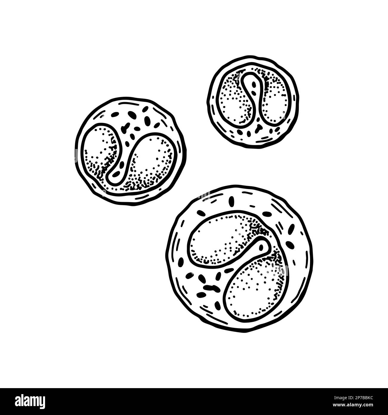 Leucociti eosinofili isolati su sfondo bianco. Illustrazione vettoriale per microbiologia scientifica disegnata a mano in stile schizzo Illustrazione Vettoriale