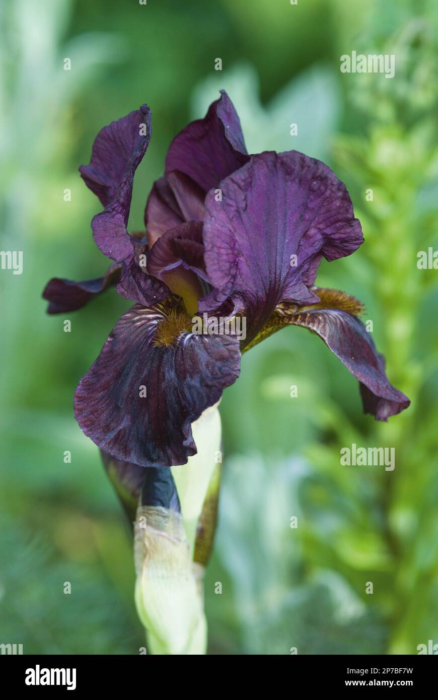 Iris 'Langport Wren' fiore viola profondo Foto Stock