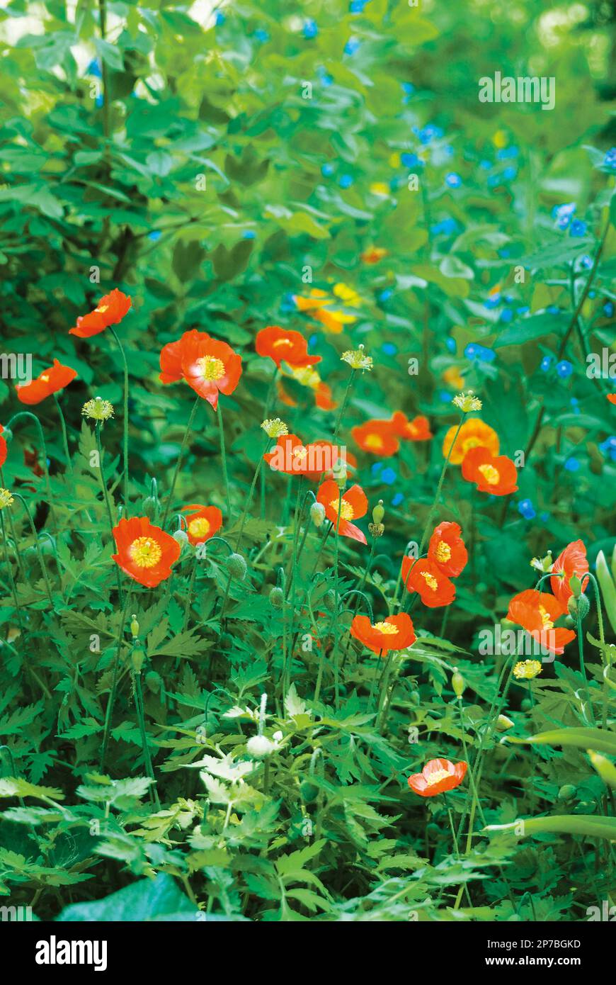 Meconopsis cambrica e Forget-me-nots (digitale) nel bordo del giardino Foto Stock