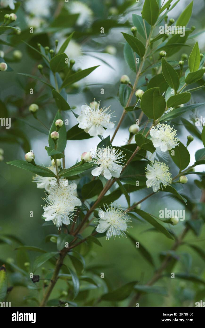 myrtle communis fiori di stella bianca fragranti Foto Stock