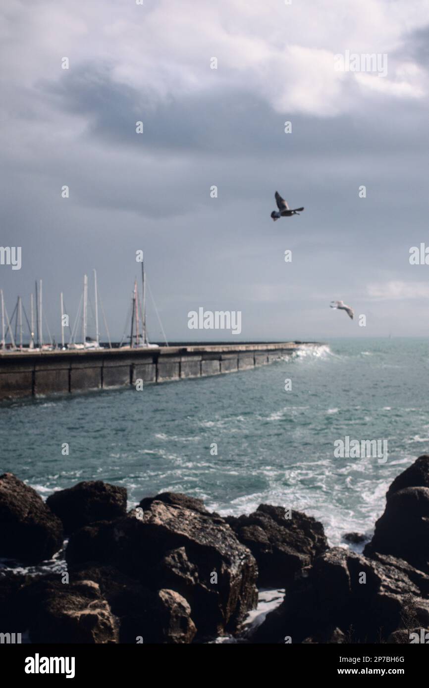 Uccelli che volano sopra un porto turistico Foto Stock