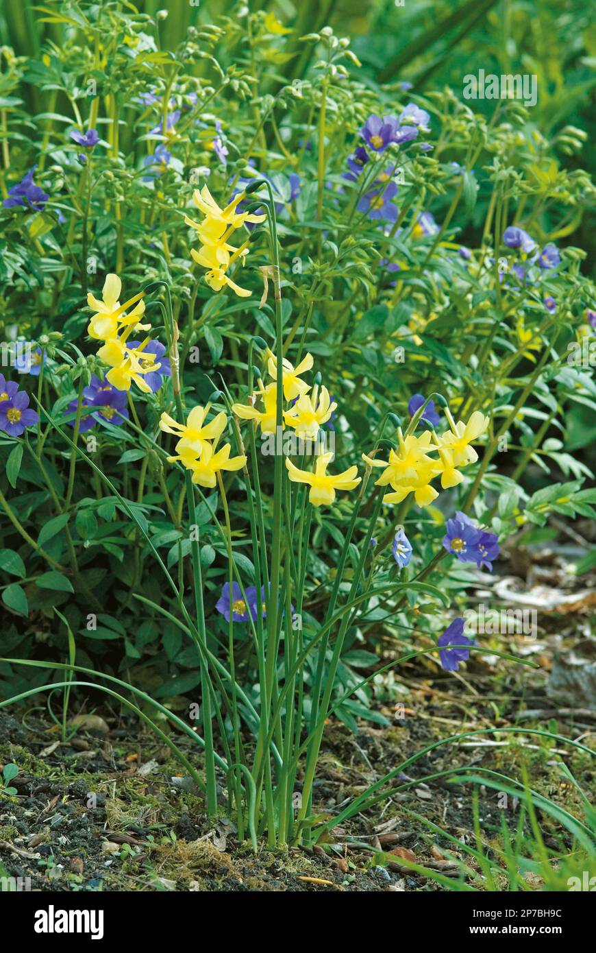 Narcissus 'Hawera' e Polermonium Foto Stock