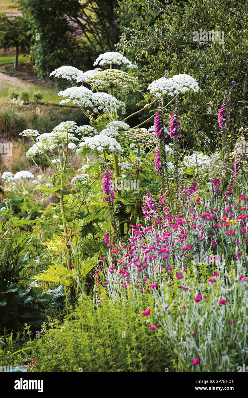 Le piante abbellite piatte e lacy contrastano efficacemente con le guglie di volpi (Dimitalis purpurea) Foto Stock