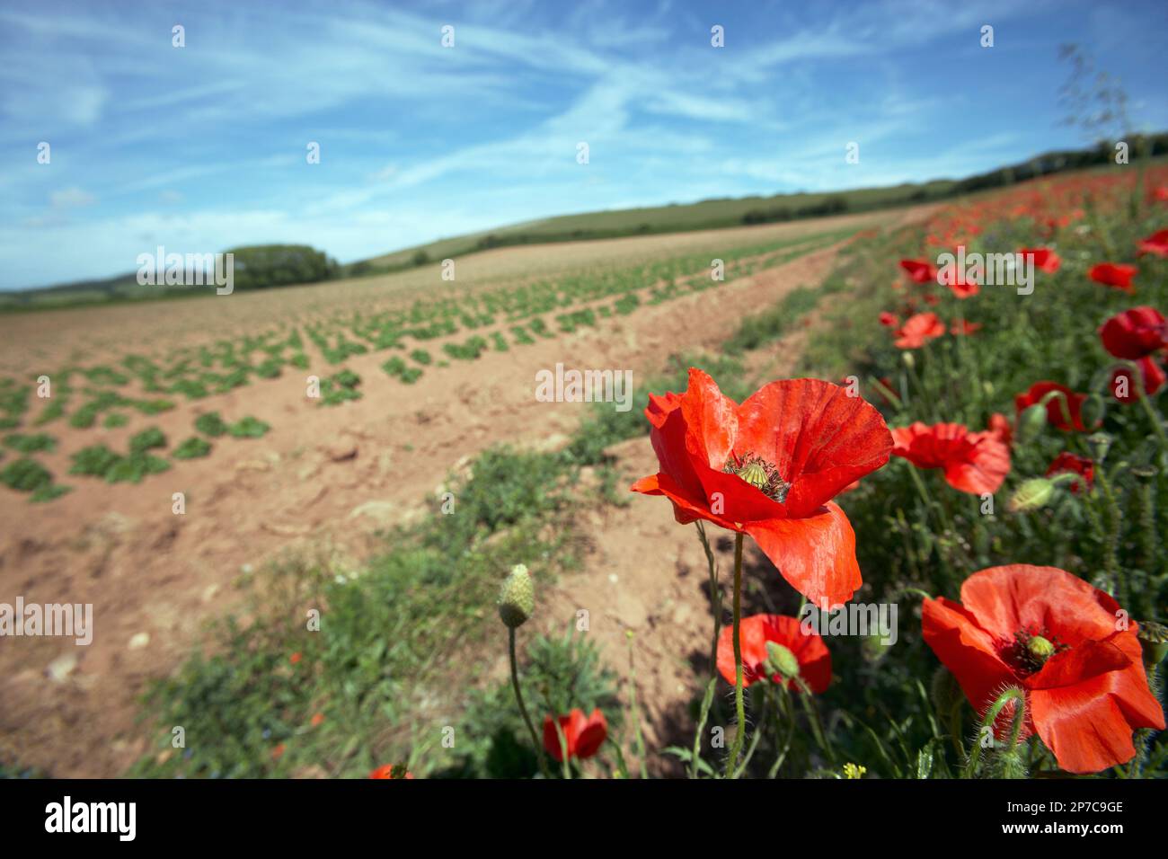 Piante di piantine di patata che iniziano a crescere. Fine campo conservazione. Margine di fiori selvatici con papaveri rossi. Budleigh Salterton Devon Maggio. Foto Stock