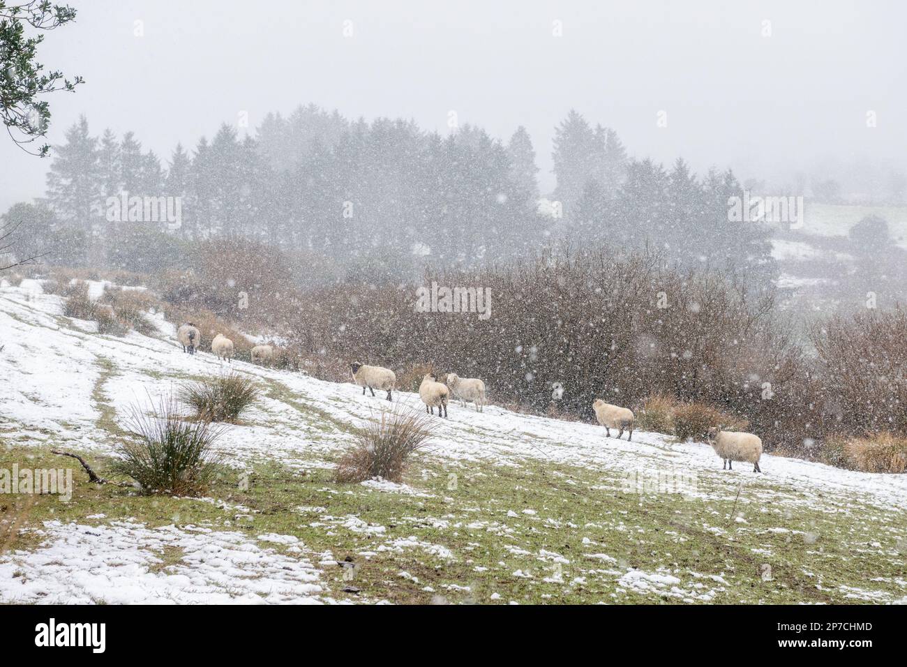 Ballingeary, West Cork, Irlanda. 8th Mar, 2023. Alcune zone di West Cork sono oggi coperte di neve pesante, con le docce di neve previste per il resto della giornata. Met Éireann ha emesso un avvertimento di neve gialla e ghiaccio per domani. Credit: AG News/Alamy Live News Foto Stock