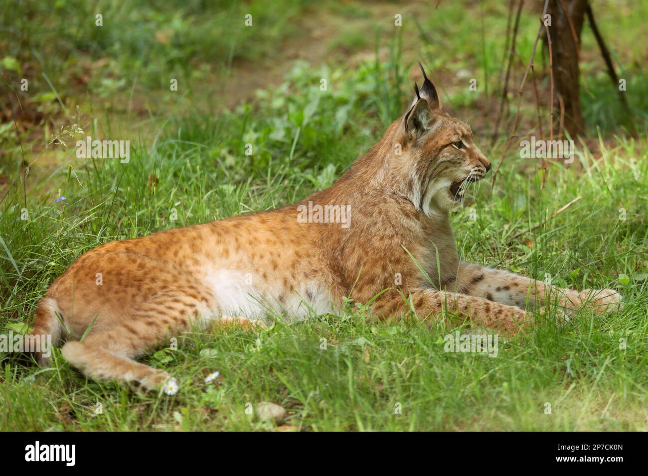 Lynx eurasiatica, lynx lynx è un gatto di medie dimensioni, vista laterale, con bocca aperta, sullo sfondo della natura verde. Animale selvatico, predatore in natura. Foto Stock
