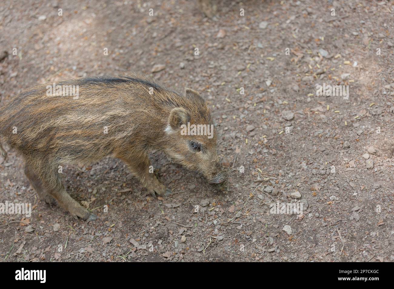 Un piccolo maialino selvatico a righe, fondo in pietra grigia, spazio copia Foto Stock