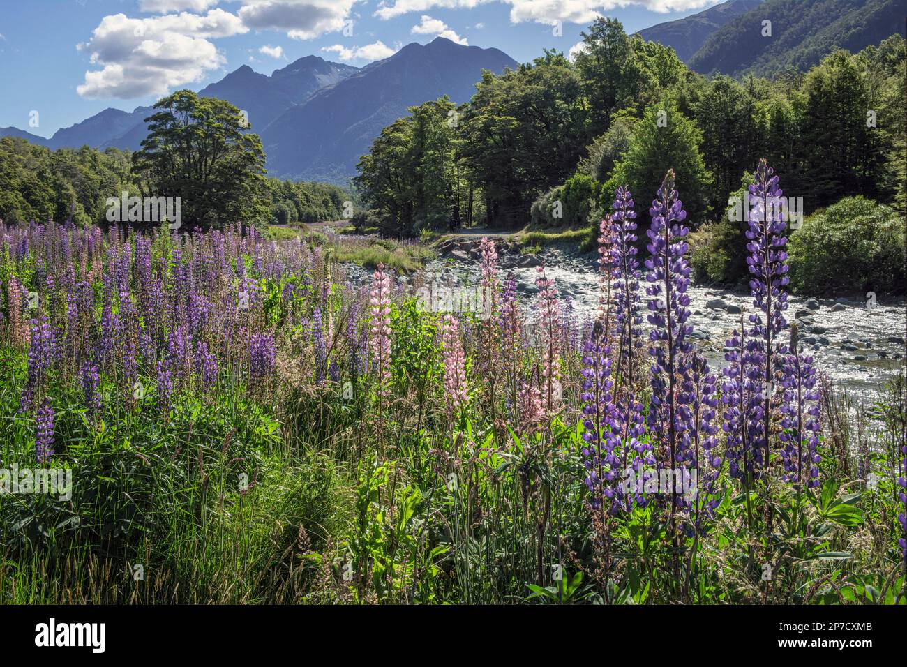 Lupins in fiore sulla riva del fiume a Cascade Creek, Fiordland National Park, South Island, Nuova Zelanda Foto Stock