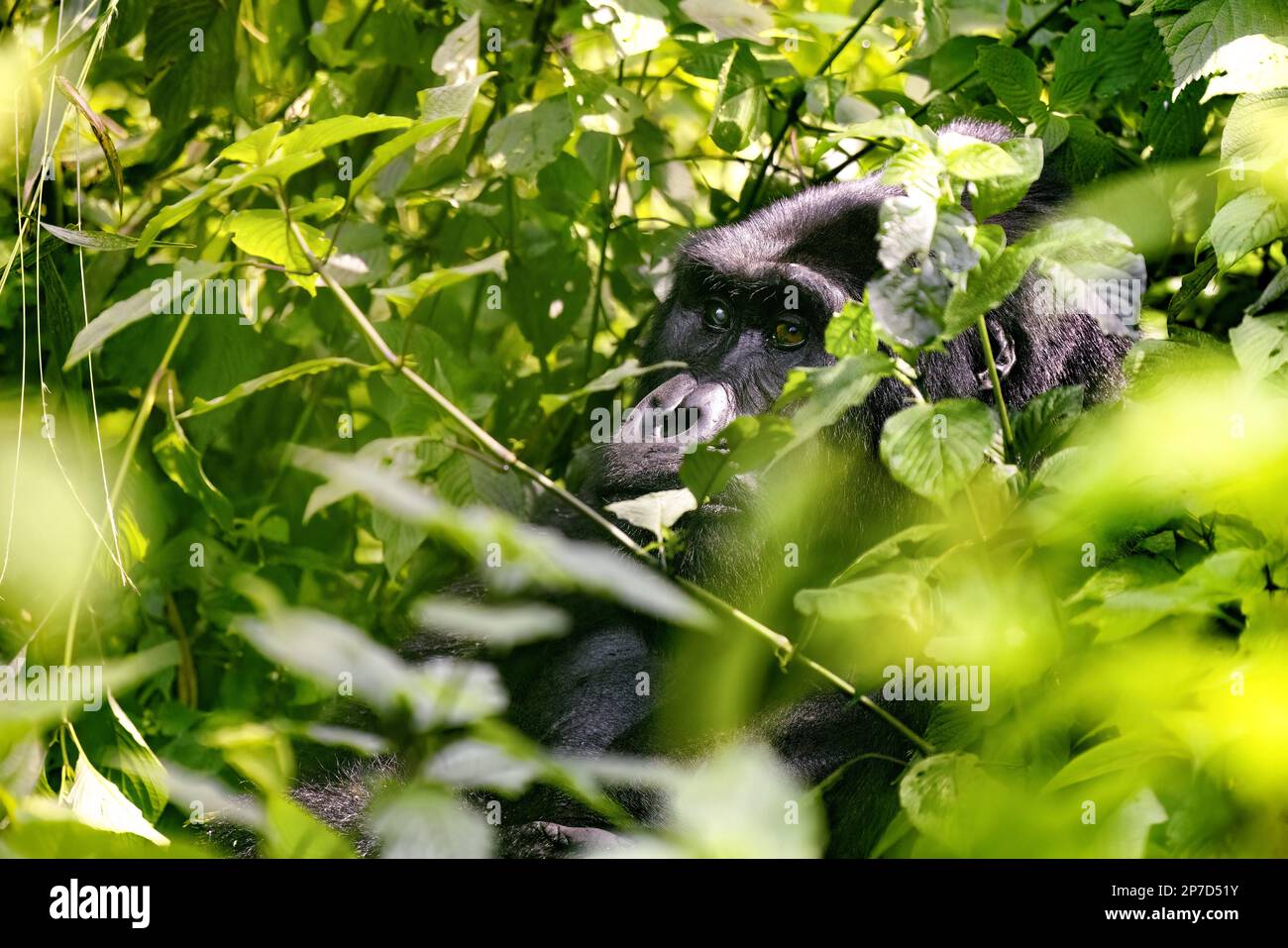 Gorilla adulta, gorilla berengei berengei nel sottobosco della foresta impenetrabile di Bwindi, Uganda. Questo adulto sembra avere una cataratta in un occhio. Foto Stock