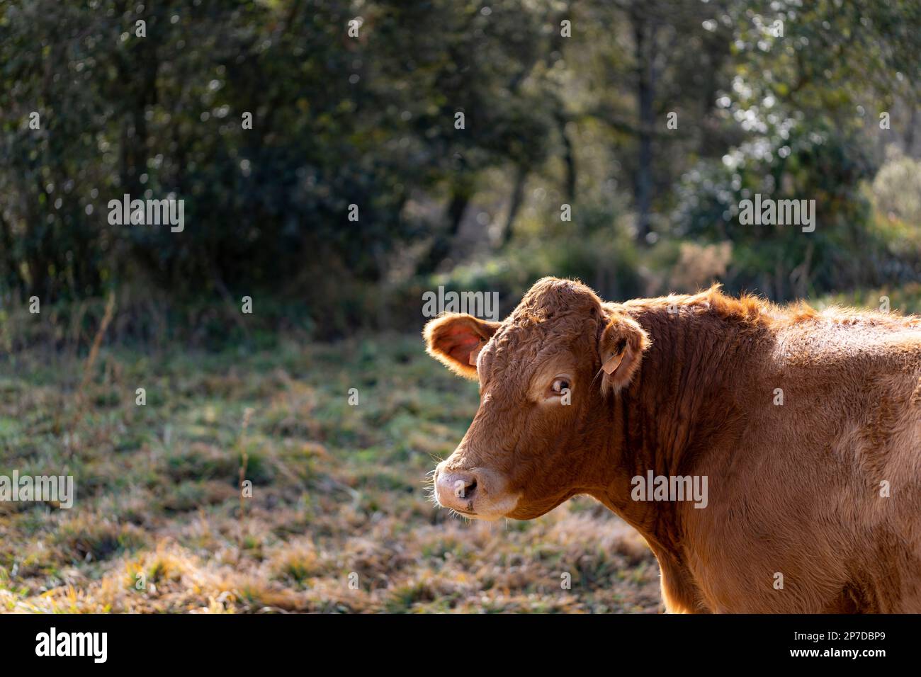 Limousin (francese: Limousine) mucca all'aperto Foto Stock