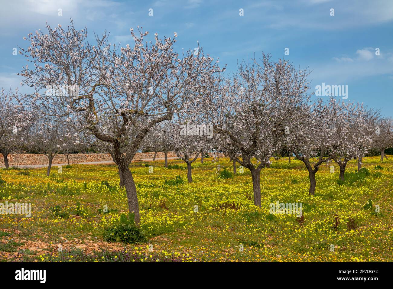 Alberi di mandorle in fiore e prato fiorito nella regione Migjorn di Maiorca, Maiorca, Isole Baleari, Spagna, Europa Foto Stock