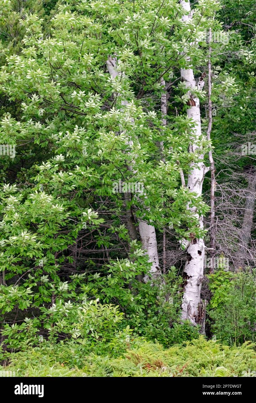 Un tronco di Birch spicca in una foresta primaverile, Newport state Park, Door County, Wisconsin Foto Stock
