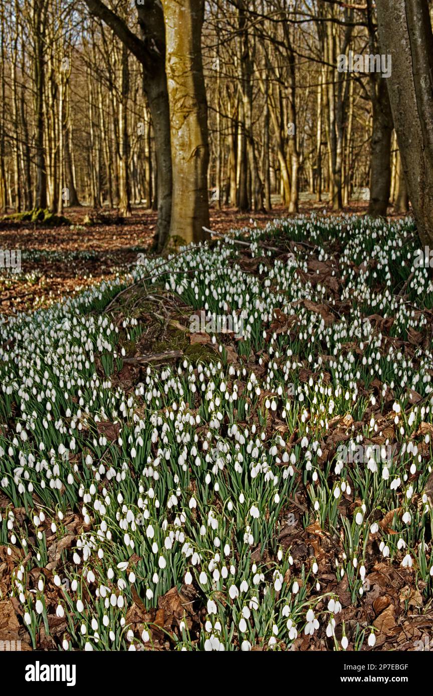 Gocce di neve a The Woods, Welford Park, Berkshire, Regno Unito Foto Stock