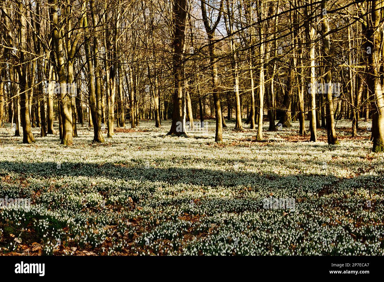 Gocce di neve a The Woods, Welford Park, Berkshire, Regno Unito Foto Stock