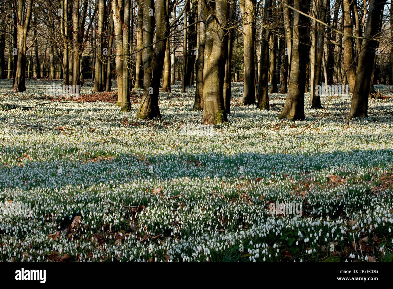 Gocce di neve a The Woods, Welford Park, Berkshire, Regno Unito Foto Stock