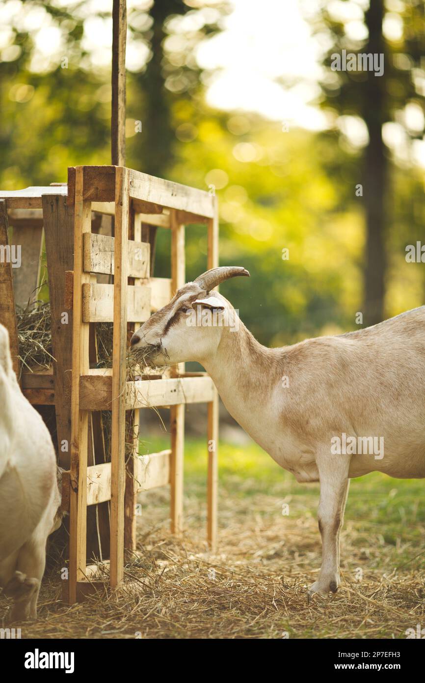 Una capra adulta in piedi vicino all'alimentatore del fieno, mungendo sul fieno Foto Stock