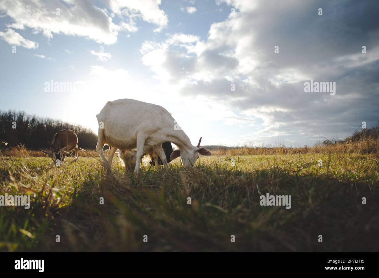 Una capra bianca solitaria si trova in un lussureggiante e verdeggiante pascolo, contentamente pascolo sull'erba circostante Foto Stock