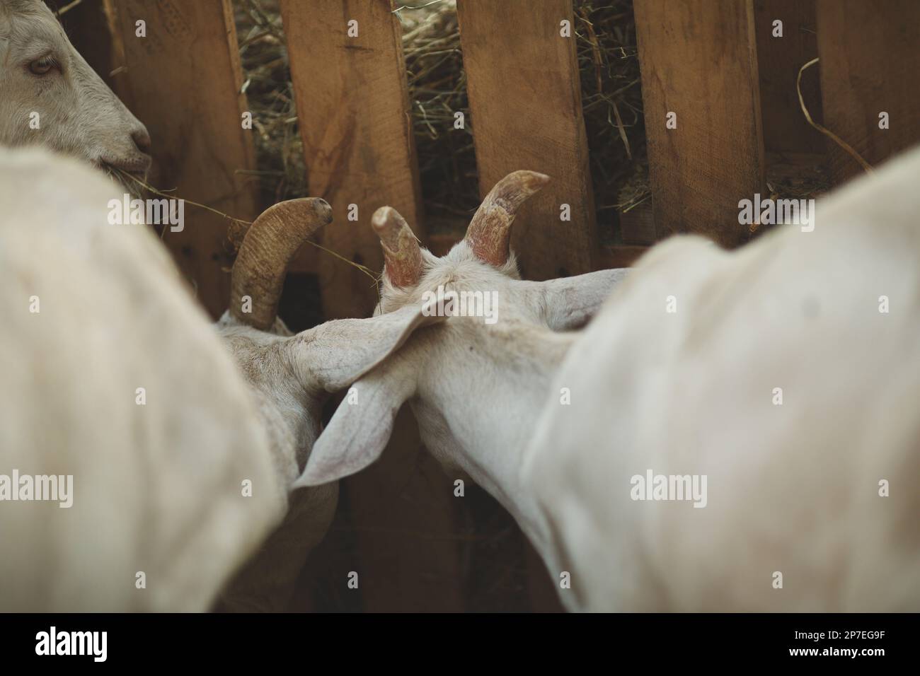 Capre bianche in piedi vicino all'alimentatore di fieno, munching su fieno Foto Stock