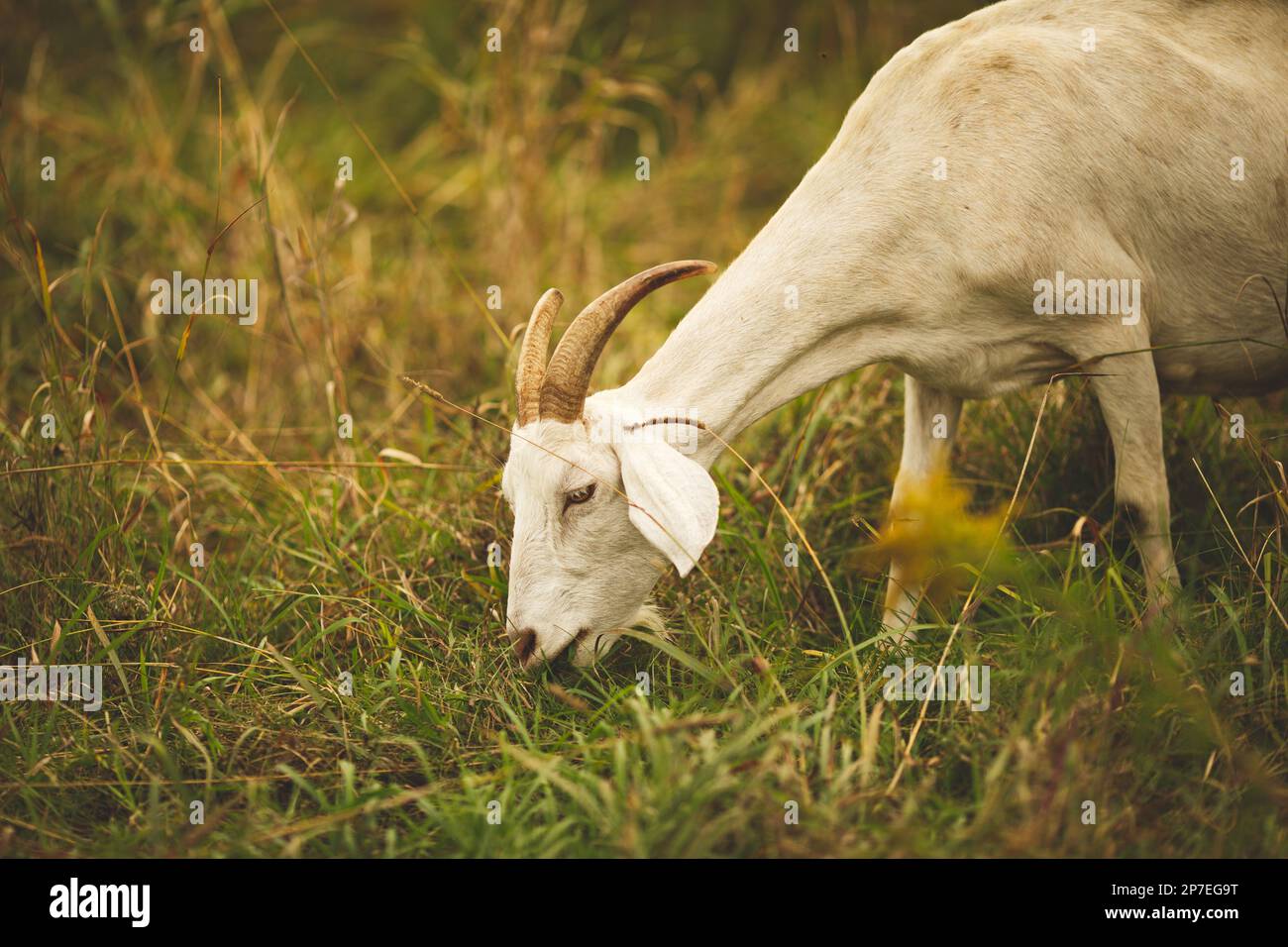 Una capra bianca che pascola in un lussureggiante prato erboso, la sua bocca aperta come piace felicemente il suo pasto Foto Stock