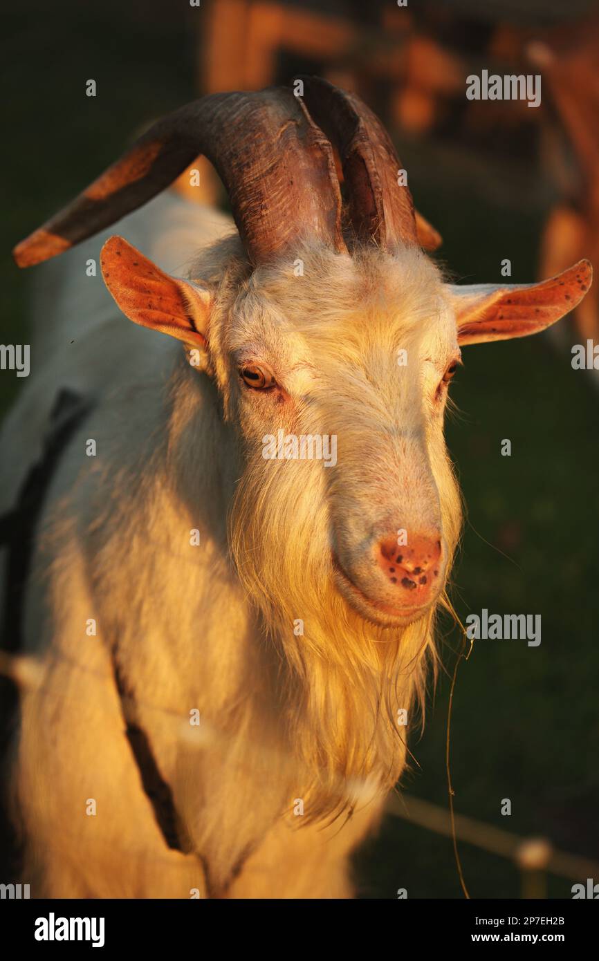 Una maestosa capra in piedi con le sue lunghe e prominenti corna che si allungano illuminate di luce calda Foto Stock