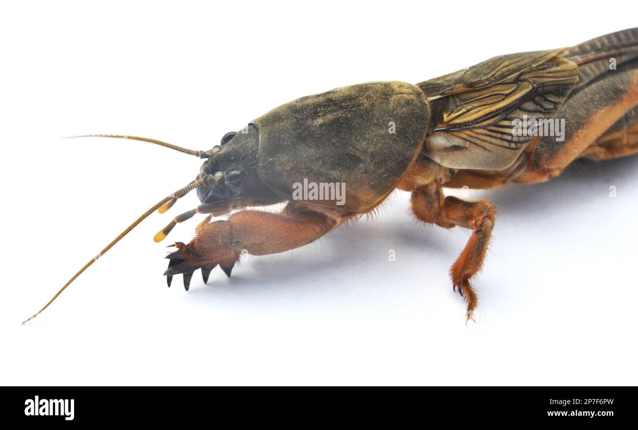 Un insetto peste gryllotalpa gryllotalpa, che danneggia molte piante nel terreno Foto Stock