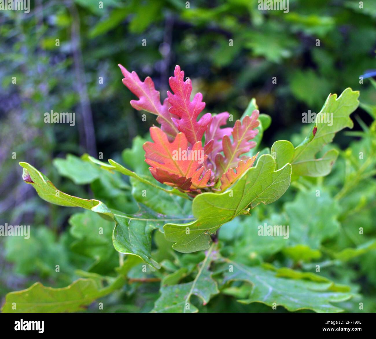 Un giovane albero di quercia cresce nella natura Foto Stock
